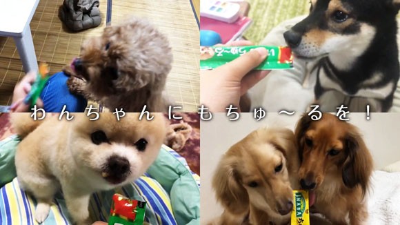 犬用いなばちゅ るワンちゅーる のcmに全国のかわいいワンちゃんたちが大集合